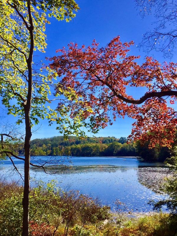 Ashfield Lake in fall